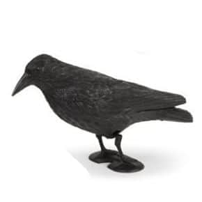 עורב להרחקת יונים